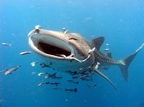 since we are loving on the whale shark Id like to share that they have a symbiosis relationship ...