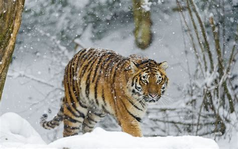 🔥 [100+] Animals in Snow Wallpapers | WallpaperSafari