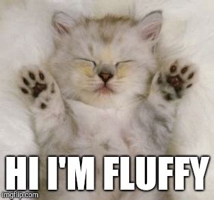 Fluffy Kittens Memes