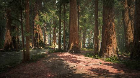 Redwood Forest Wallpapers and Backgrounds 4K, HD, Dual Screen