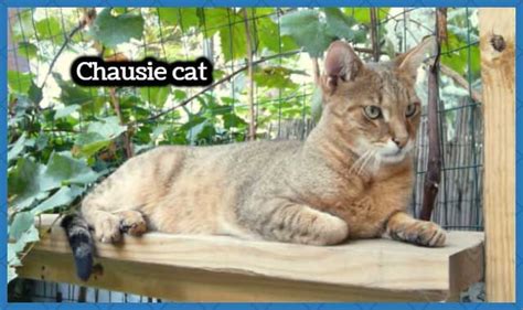 Chausie Cat Breed | Chausie cat, Cat breeds, Cats