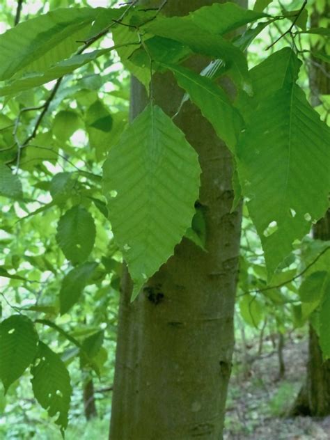 American Beech tree – 5/22/18 – Sharon Friends of Conservation