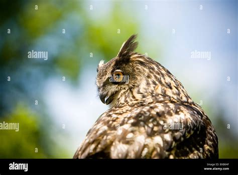 Eagle owl, close-up Stock Photo - Alamy