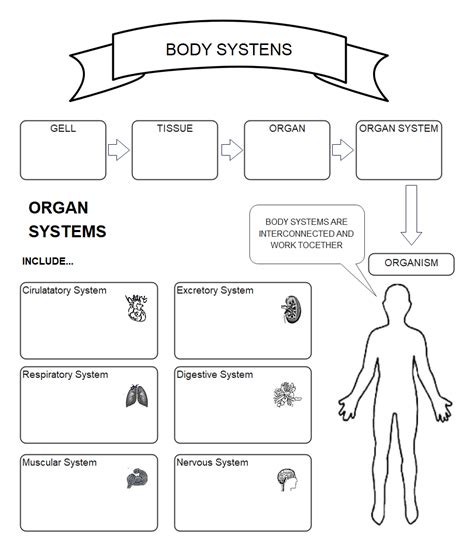 Free Editable Body Systems Graphic Organizer Examples | EdrawMax Online