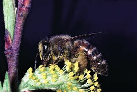 A Quarter of Known Bee Species Haven’t Been Seen Since 1990 | ElétíỌfe