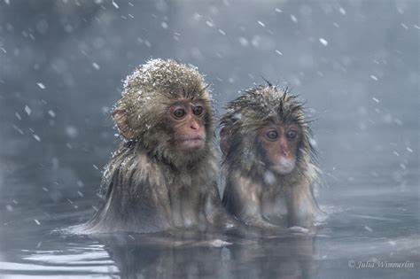 Japanese Macaque Snow