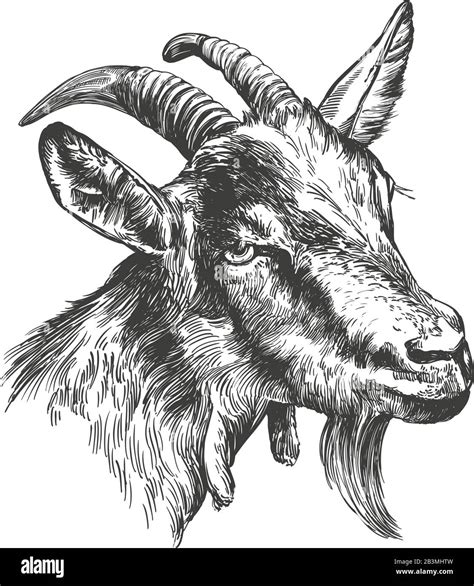 Realistic Goat Drawing