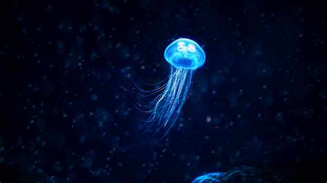 Update more than 60 jellyfish wallpaper 4k - in.cdgdbentre