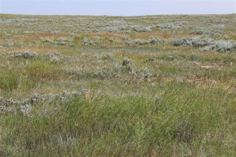 Prairie Grass Shrubs Free Stock Photo - Public Domain Pictures