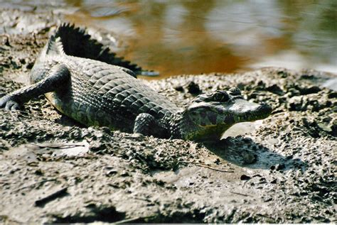 Caiman - Wikipedia