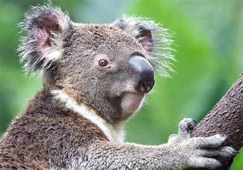 Koala Habitat Facts For Kids | Kids Matttroy