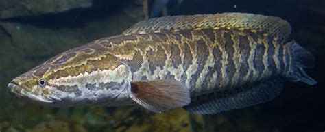 Northern snakehead - Alchetron, The Free Social Encyclopedia