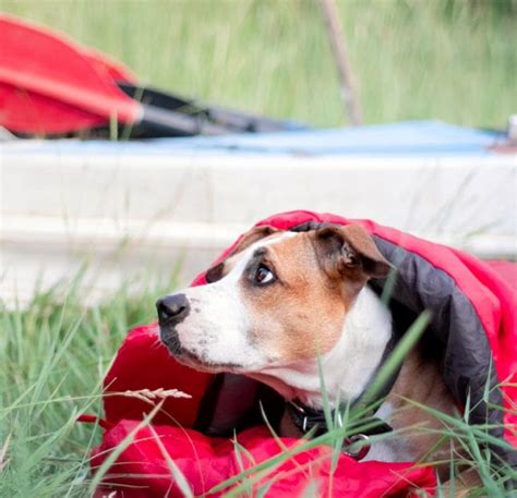 5 Best Chew Proof Dog Beds for Rough Chewers