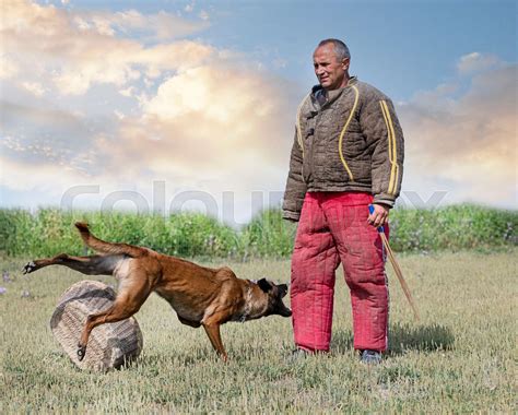 training of belgian shepherd | Stock image | Colourbox