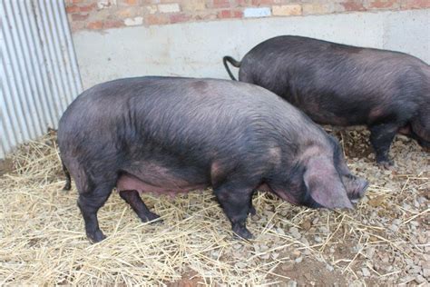 PIGS | RARE BREEDS TRUST OF AUSTRALIA | TidyHQ