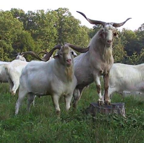 Breed Kiko goats, photos, description, cultivation, maintenance