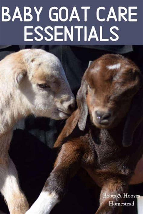 Guide to Baby Goat Care - Boots & Hooves Homestead