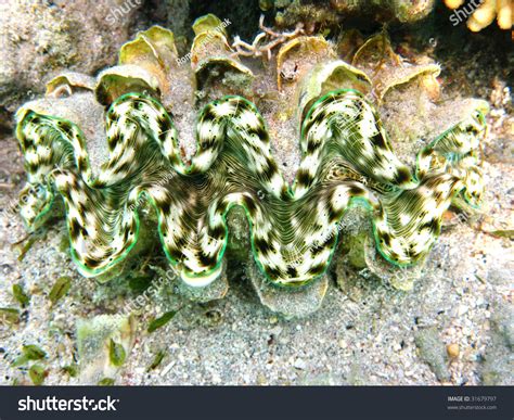 Green Maxima Clam Stock Photo 31679797 : Shutterstock