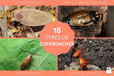 18 Different Types of Cockroaches - Roach Species With Photos