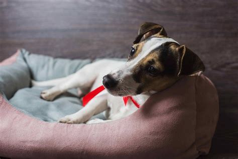 How To Clean a Dog Bed