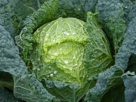 Cabbage: nutrition facts and health benefits - Nutrition and Innovation