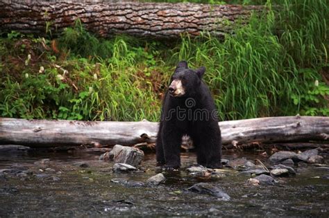 Black Bear in Alaska. Russian River in Alaska. Stock Photo - Image of animals, river: 148165468