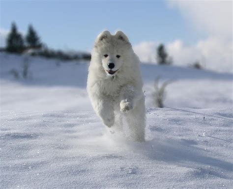 Breeds Dog: Samoyed Dog Informations