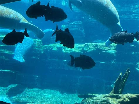 Dive into Ocean Conservation: SeaWorld Orlando Unveils Its First Coral Rescue Center for Park Guests