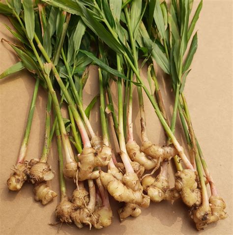 Edible Ginger Plants