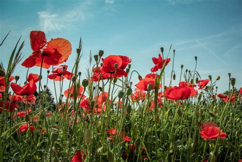 Flander's Field Poppies