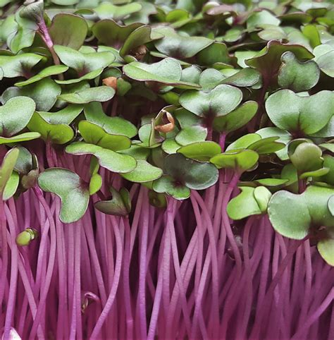 Red Cabbage - Seven Acre Farm