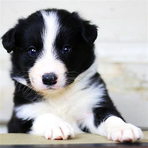 Border Collie Puppies : Beautiful Border Collie Puppies For Sale ONE LEFT | Huddersfield, West ...