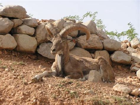 Ghulam Ali Awan - Conservation of Punjab Urial (Ovis Vignei Punjabiensis) through Long-Term ...