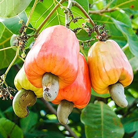 Cashew Tree for Sale | Cashew Nut Tree for Sale | Citrus.com