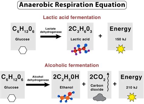 Anaerobic Respiration: Definition, Equation and Examples