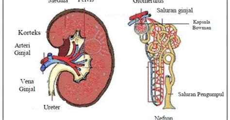 Fungsi Ginjal Dalam Sistem Ekskresi - Homecare24
