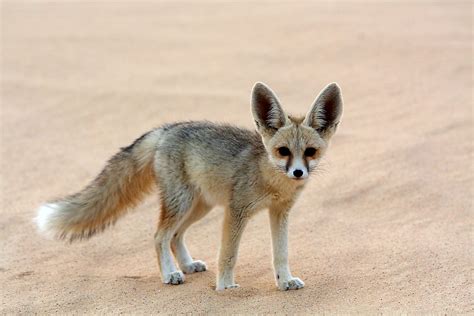 Africa Sahara Desert Animals