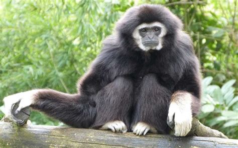 Gibbon - Monkey Facts and Information