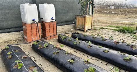 Grow Strawberries Anywhere Using This Unique System