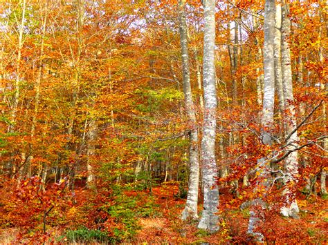 Download Leaf Tree Fall Birch Nature Forest HD Wallpaper