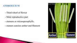 Androecium | PPT