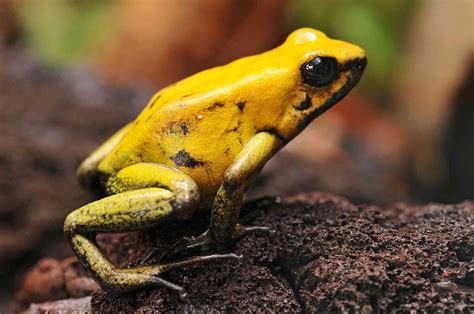 16 Poisonous Frogs That Are Beautiful but Deadly