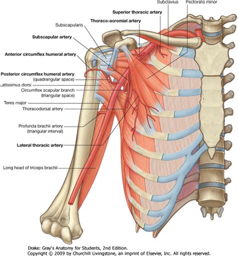 Visual Aids, Thoracic, Arteries, Body, School Stuff, Uni, Clients, Anatomy