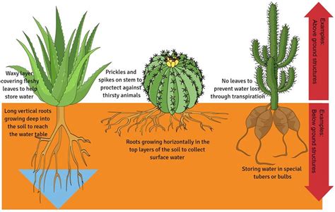 Figure 1 - Extreme structural adaptations found in plants to combat water loss and store more water.