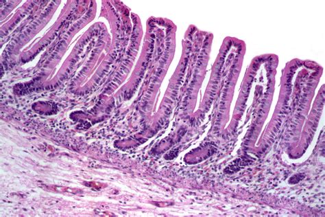 Histology Of The Gi Tract Lab