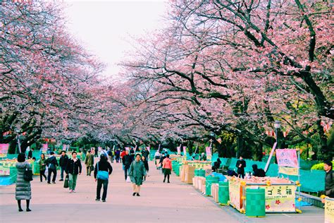 Cheery blossoms at Ueno Park, Tokyo last March. : r/travel