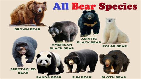 Species Of Bears