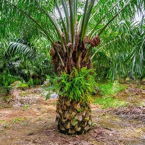 Palm Oil: 100% RSPO Certified Sustainable