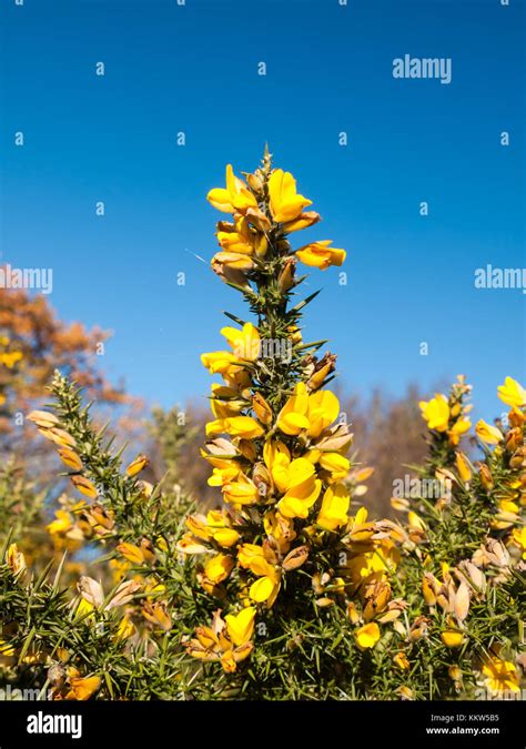 beautiful yellow gorse flowering plant spiky autumn tree background; essex; england; uk Stock ...