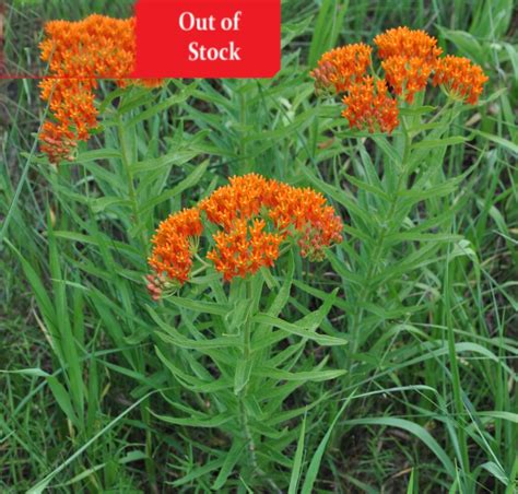 Butterfly Weed Seeds, Asclepias Tuberosa - Milkweed 4 Monarchs